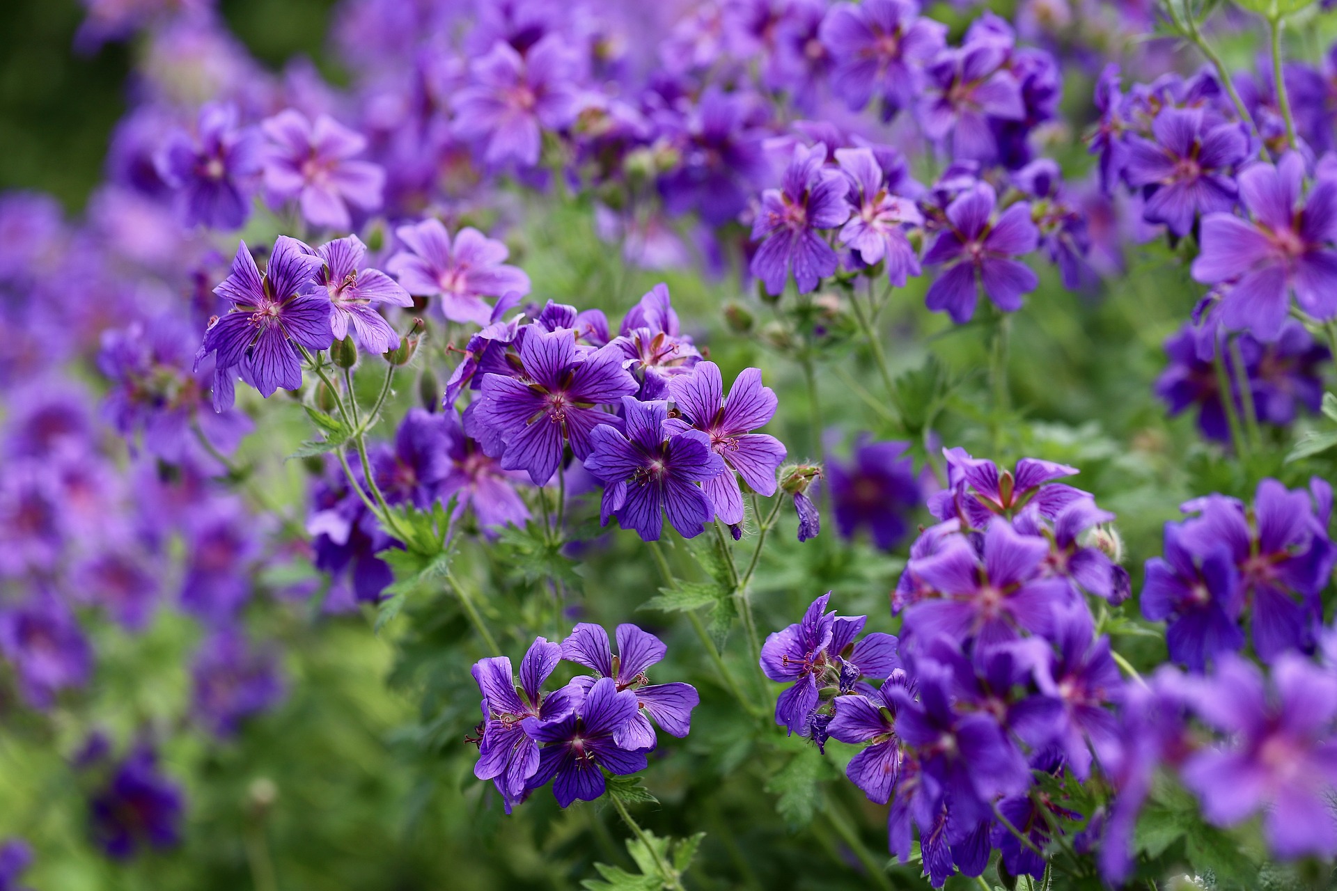 जीरॅनियम शेती कशी सुरू करावी? | Geranium Sheti kashi suru karavi? | Geranium farming in marathi