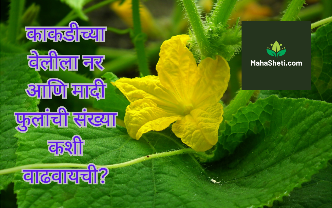 काकडीच्या वेलीला नर आणि मादी फुलांची संख्या कशी वाढवायची? | How to increase male & female flowers in cucumber | Marathi