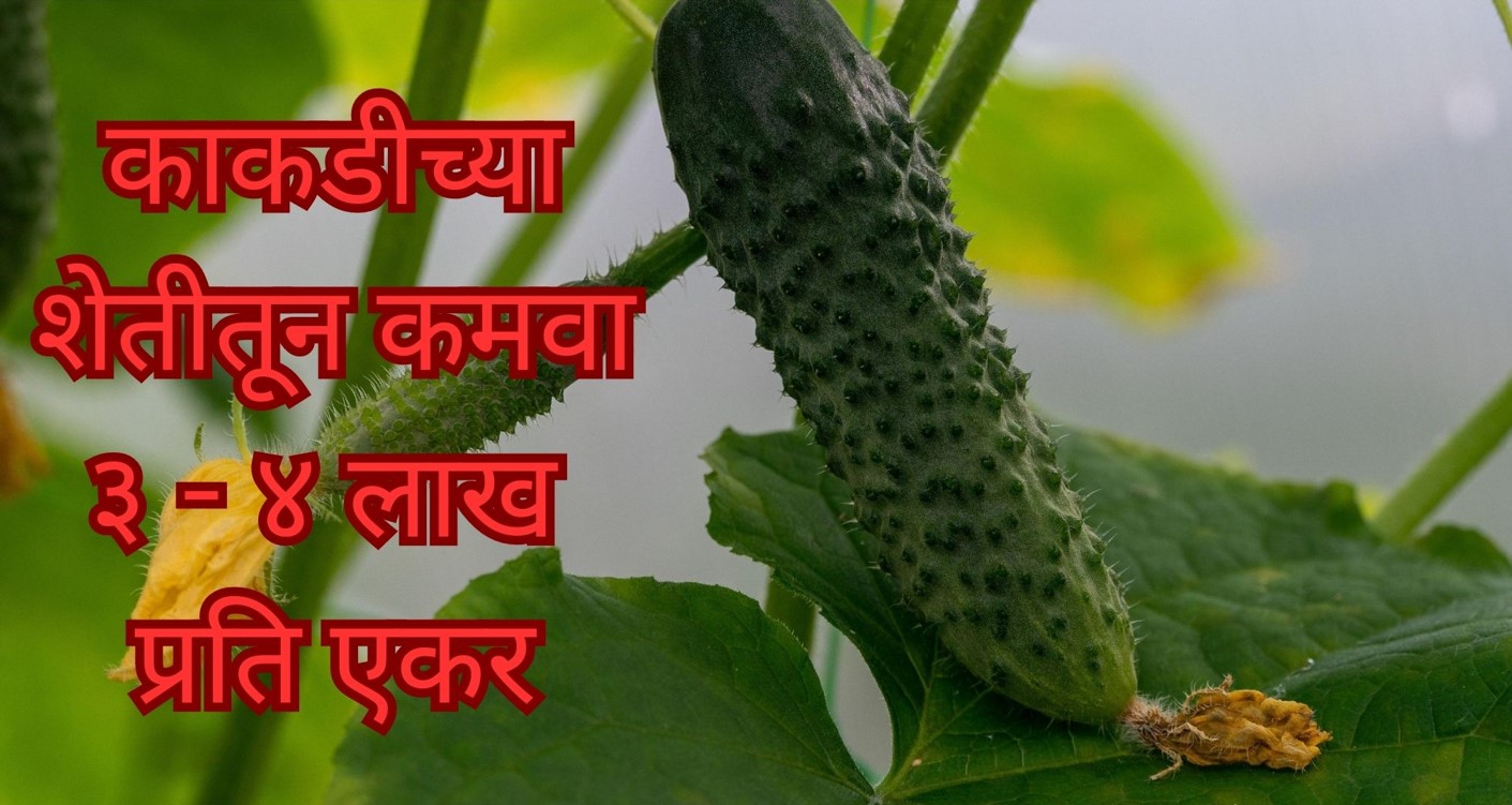 काकडीची शेती कशी सुरू करावी? | How to start cucumber farming | Marathi