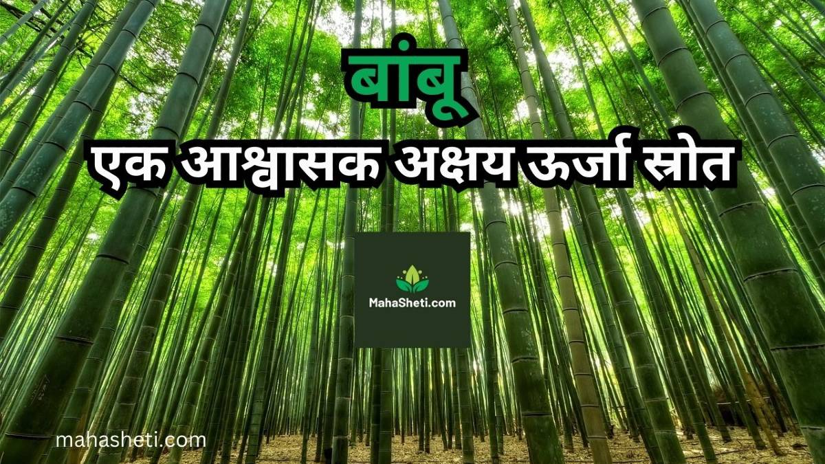 बांबू: एक आश्वासक अक्षय ऊर्जा स्रोत | बांबू शेती | Bamboo Farming | Marathi