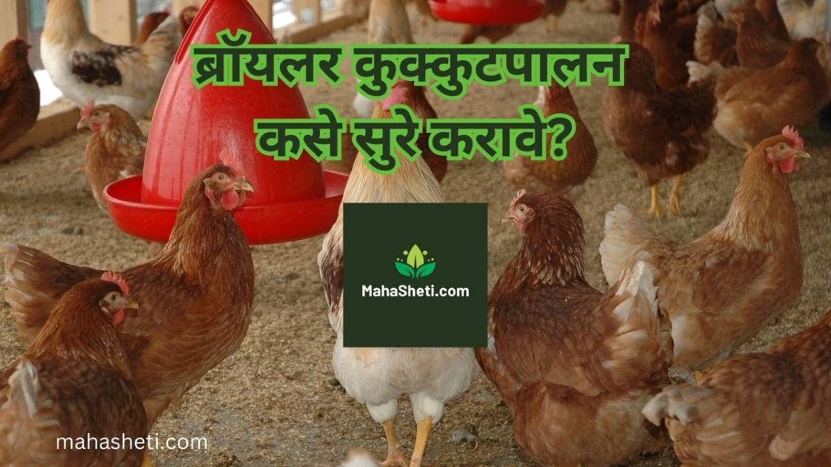 ब्रॉयलर कुक्कुटपालन कसे सुरु करावे? | Broiler Poultry Farming in marathi | Broiler Poultry Farming Project Report PDF