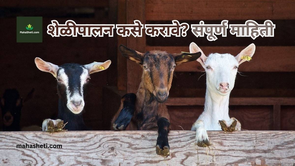 शेळीपालन कसे करावे? संपूर्ण माहिती | How to start goat farming in Marathi | Project Report PDF