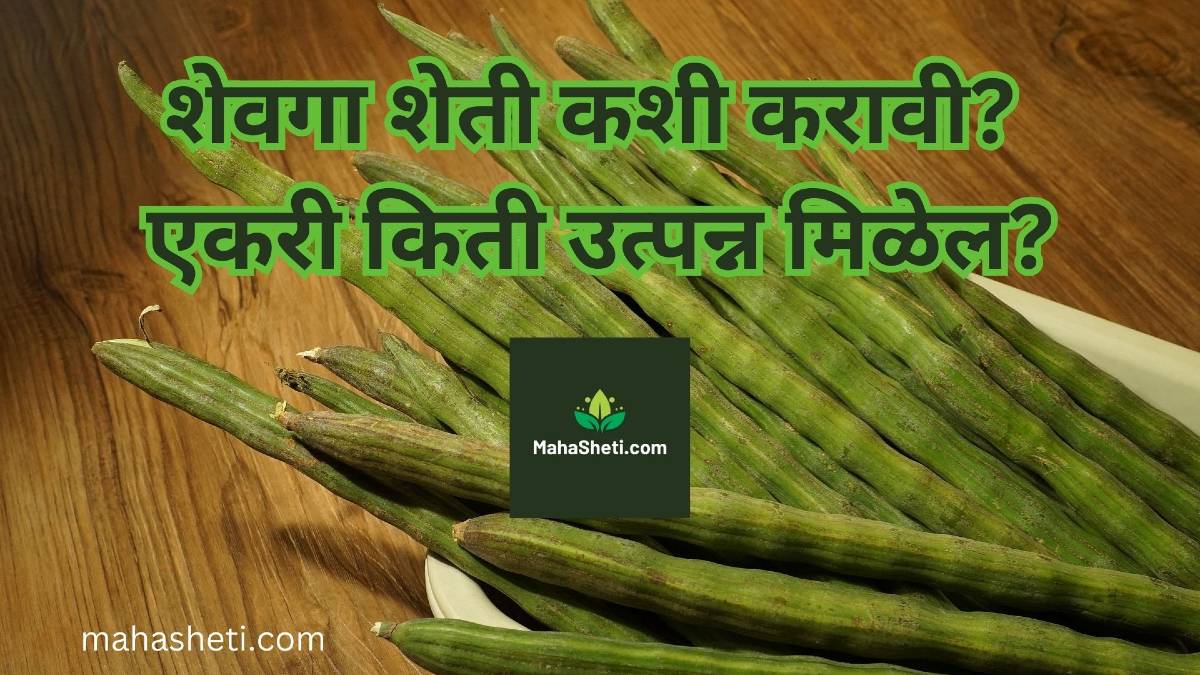 शेवगा शेती कशी करावी? एकरी किती उत्पन्न मिळेल? | शेवगा लागवड | Shevga lagvad | Shevga farming | Moringa farming in Marathi