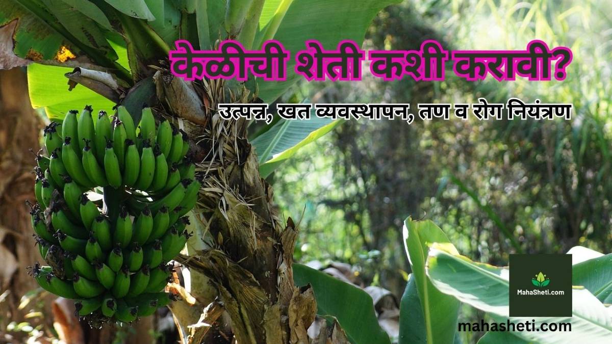 केळीची शेती कशी करावी? उत्पन्न, खत व्यवस्थापन, तण व रोग नियंत्रण | Banana Farming in Marathi