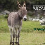 गाढवाचे दूध: फायदे, बाजारातील मागणी आणि किंमत | Donkey Milk | Gadhvache dudh | Marathi