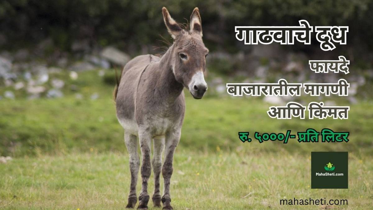 गाढवाचे दूध: फायदे, बाजारातील मागणी आणि किंमत | Gadhvachya dudhache fayde, magni ani kimmat | Benefits of Donkey Milk in Marathi