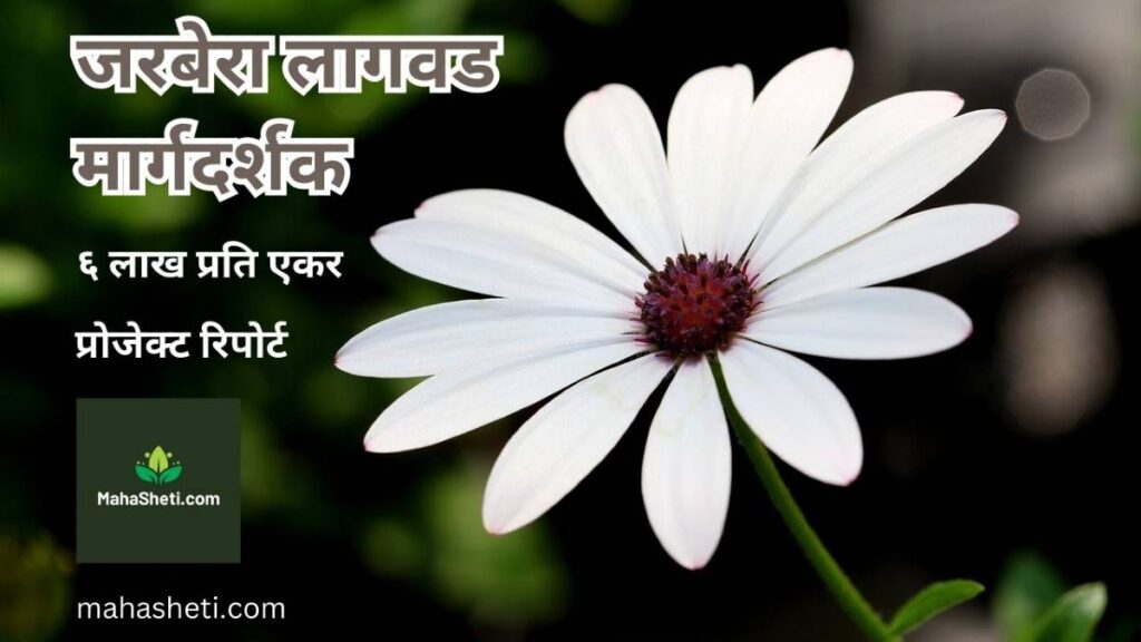 जरबेरा लागवड मार्गदर्शक | प्रोजेक्ट रिपोर्ट | ६ लाख प्रति एकर | Gerbera Farming Guide, Project report in Marathi