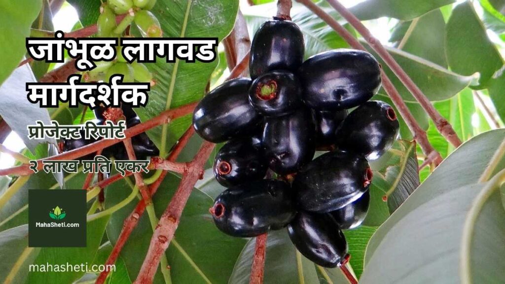 जांभूळ लागवड मार्गदर्शक | २ लाख प्रति एकर | प्रोजेक्ट रिपोर्ट | Jamun Farming Guide Project Report in Marathi