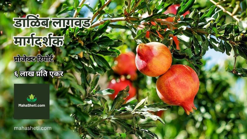 डाळिंब लागवड मार्गदर्शक | ६ लाख प्रति एकर |  प्रोजेक्ट रिपोर्ट | Pomegranate Farming Guide Project Report in Marathi