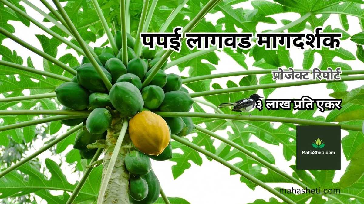 पपई लागवड मागदर्शक | प्रोजेक्ट रिपोर्ट | Papaya farming guide, project report in marathi