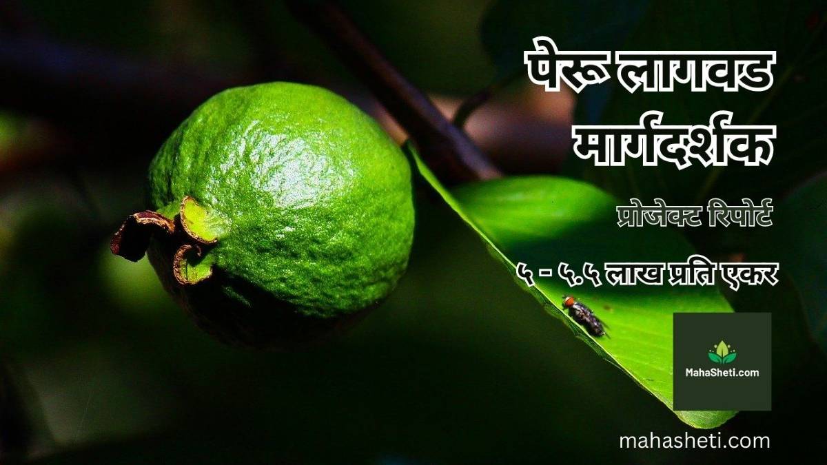 पेरू लागवड मार्गदर्शक, प्रोजेक्ट रिपोर्ट | Guava Farming Guide & Project report in Marathi