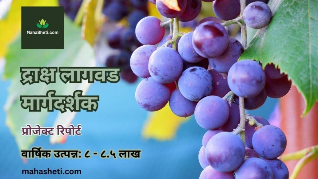 द्राक्ष लागवड मार्गदर्शक, प्रोजेक्ट रिपोर्ट | Grape farming guide, project report in Marathi