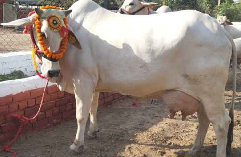 भारतातील सर्वोत्कृष्ट गायी (उच्चं दर्जाचे दूध देणाऱ्या जाती) | Marathi | Best cows in India ( High Quality Milk Producing breeds)