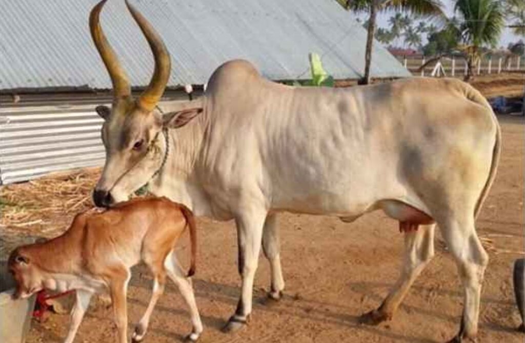 भारतातील सर्वोत्कृष्ट गायी (उच्चं दर्जाचे दूध देणाऱ्या जाती) | Marathi | Best cows in India ( High Quality Milk Producing breeds)