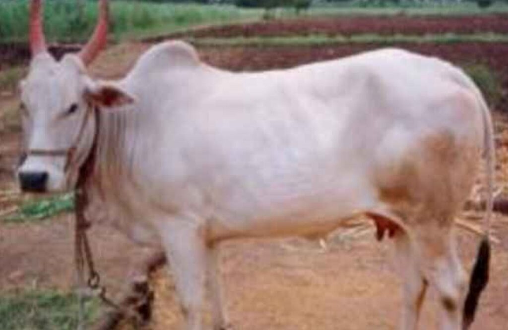 भारतातील सर्वोत्कृष्ट गायी (उच्चं दर्जाचे दूध देणाऱ्या जाती) | Marathi | Best cows in India ( High Quality Milk Producing breeds)