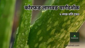 कोरफड लागवड मार्गदर्शक | ६ लाख प्रति एकर | Aloe Vera farming Guide In Marathi