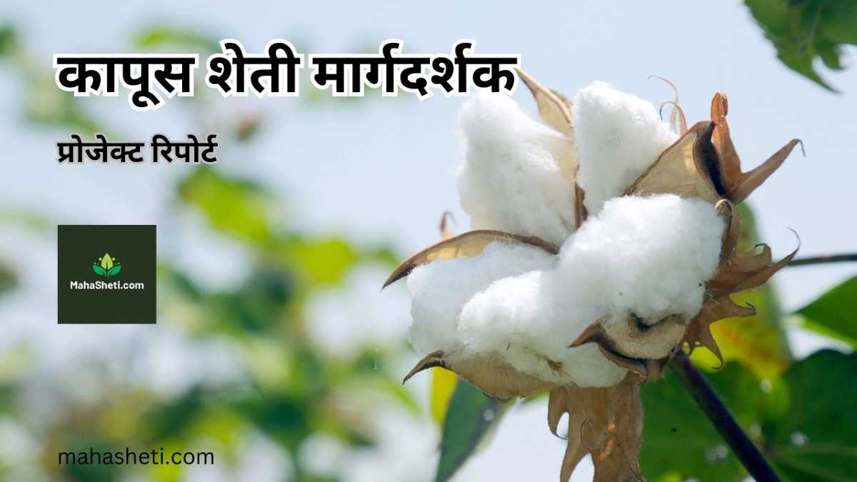 कापूस शेती मार्गदर्शक | प्रोजेक्ट रिपोर्ट | कपाशी | Cotton Farming Guide in Marathi