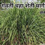 गवती चहा शेती मार्गदर्शक | प्रोजेक्ट रिपोर्ट | Lemon Grass Farming Guide in Marathi