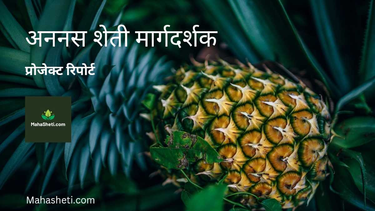 अननस शेती मार्गदर्शक | प्रोजेक्ट रिपोर्ट | Pineapple Farming Guide Project Report in Marathi