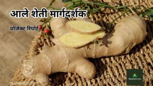 आले शेती मार्गदर्शक | प्रोजेक्ट रिपोर्ट | Ginger Farming Guide Project Report in Marathi