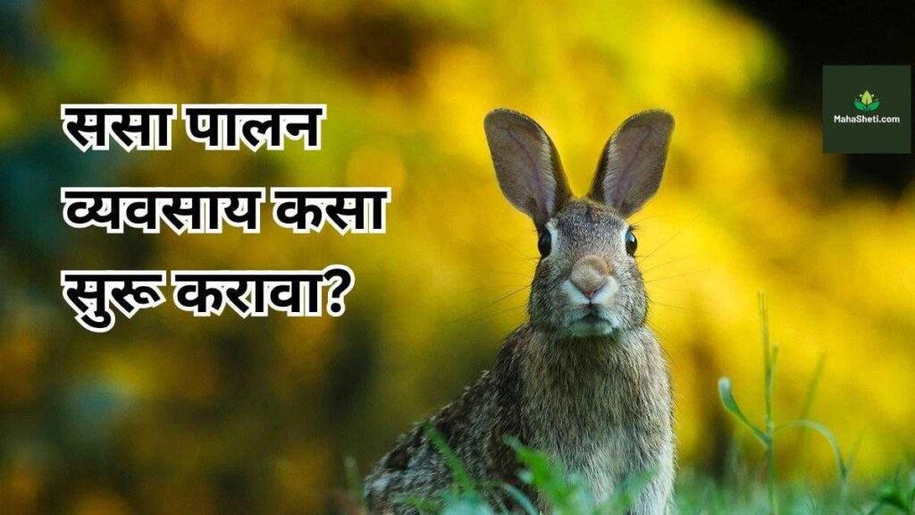 ससा पालन व्यवसाय कसा सुरू करावा? | How to start a rabbit farming business? | Marathi