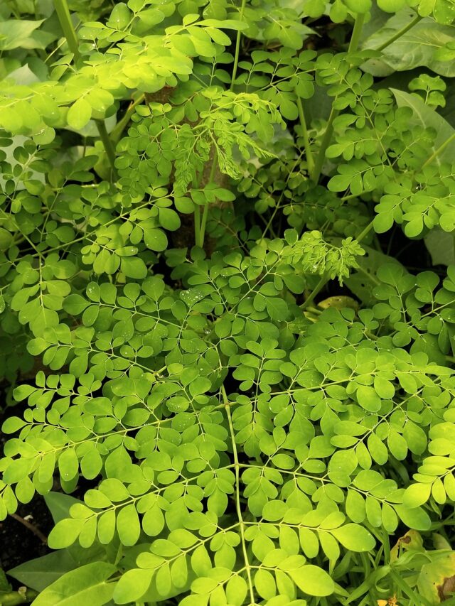 Benefits of Moringa (Drumsticks)