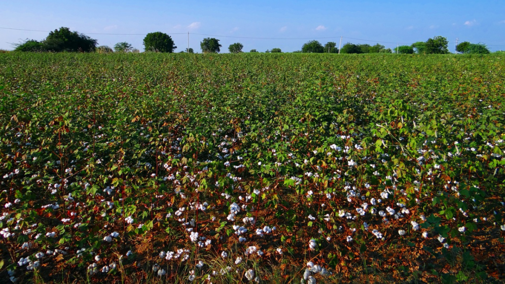 कापूस लागवड खत व्यवस्थापन | Kapus Lagvad Khat Vyavasthapan PDF Download | Cotton fertility management in Marathi