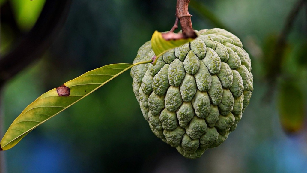 सीताफळ लागवड मार्गदर्शक | Sitafal lagvad mahiti marathi | Custard apple farming guide in marathi