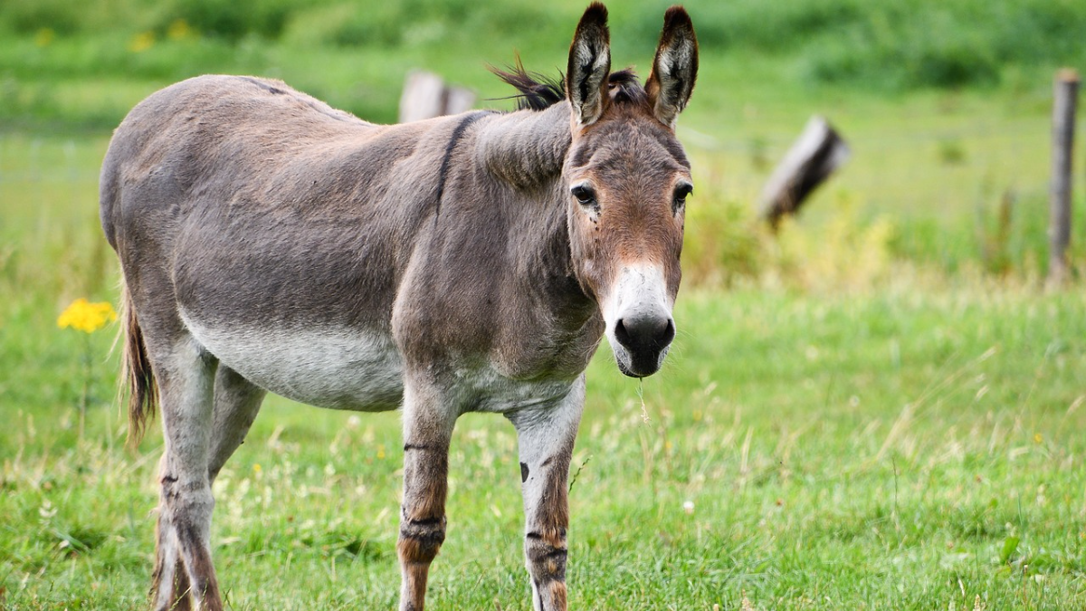 11 health benefits of donkey milk