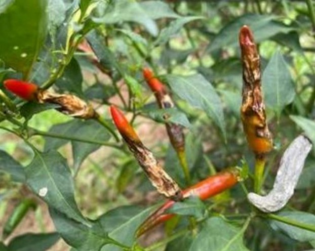 मिरची रोग व्यवस्थापन | Chilli Disease management