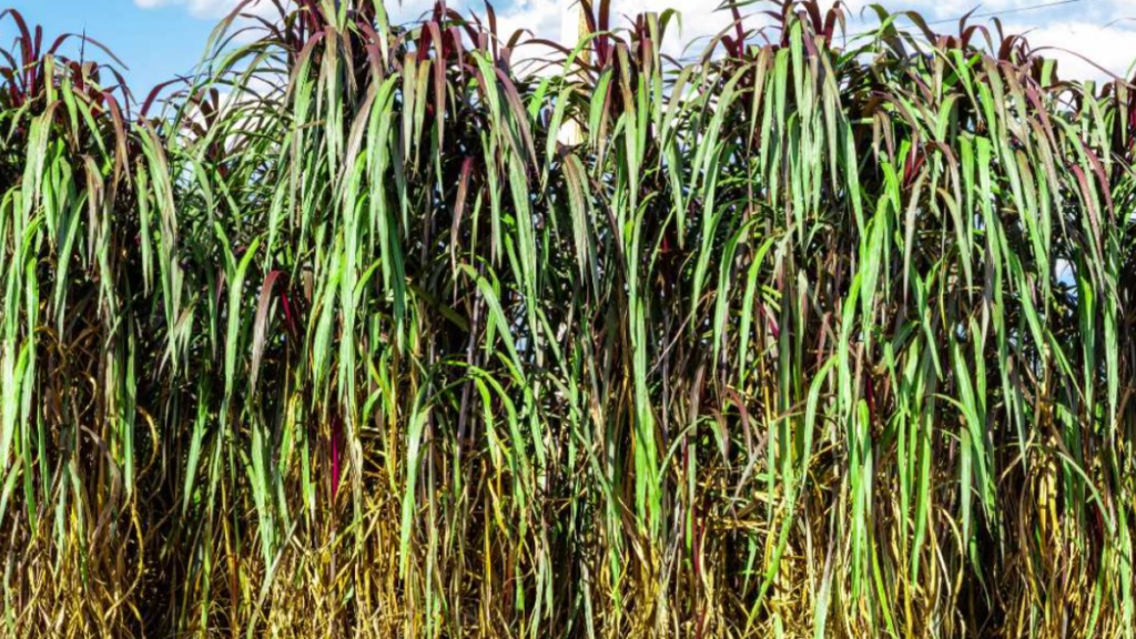 उन्हाळ्यात जनावरांच्या चाऱ्याची समस्या दूर करणारे नेपियर गवत | Napier grass which eliminates the problem of animal fodder in summer