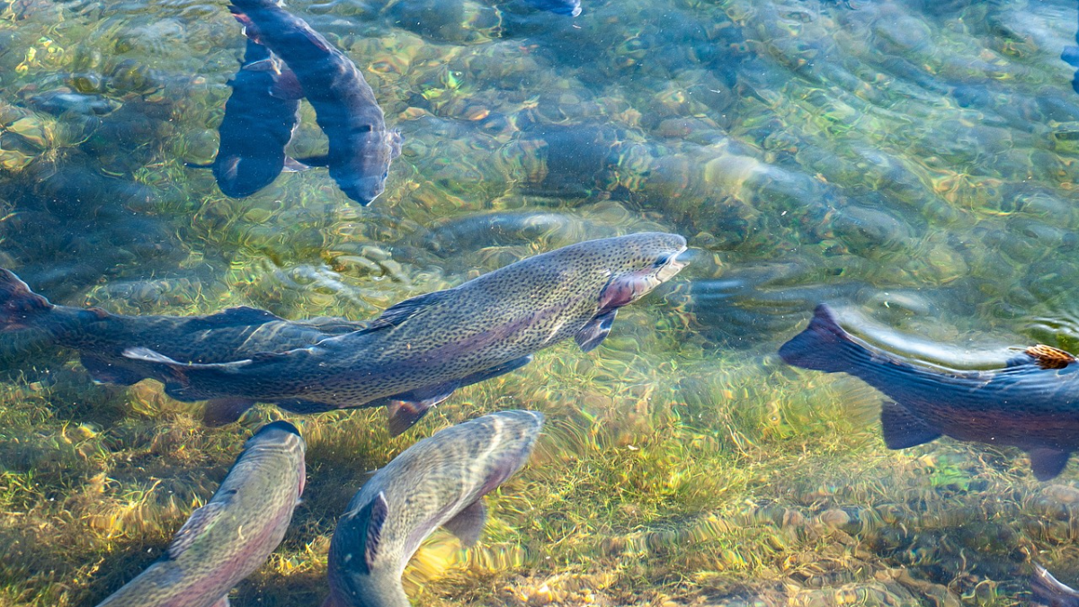 मत्स्यपालन प्रकल्प अहवाल | Fish Farming Project Report