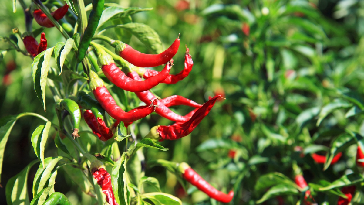 मिरची रोग व्यवस्थापन | Chilli Disease management