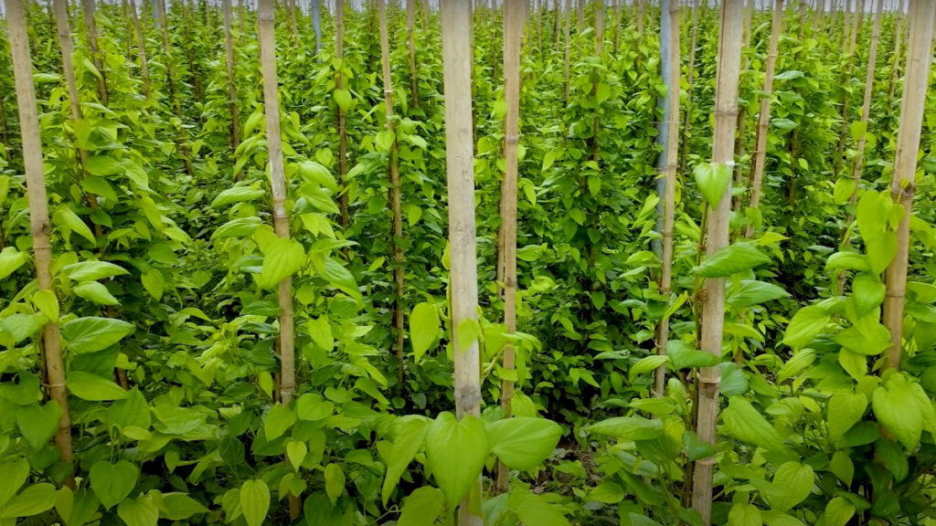 सुपारीच्या पानांची शेती, एकरी कमवा ८ लाख उत्पन्न | Betel leaf farming | suparichya pananchi sheti