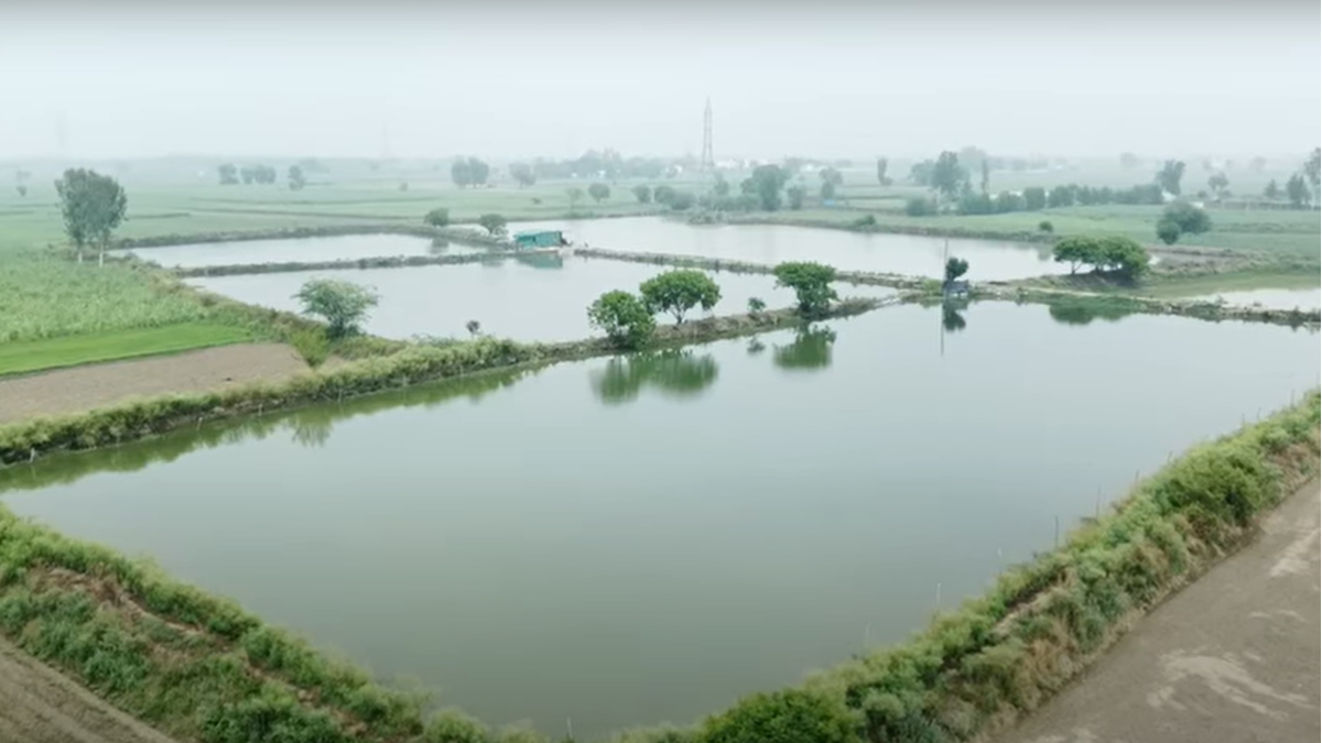 ३५ एकर जागेमध्ये १ करोड चा मत्स्यपालन व्यवसाय | Fish Farming