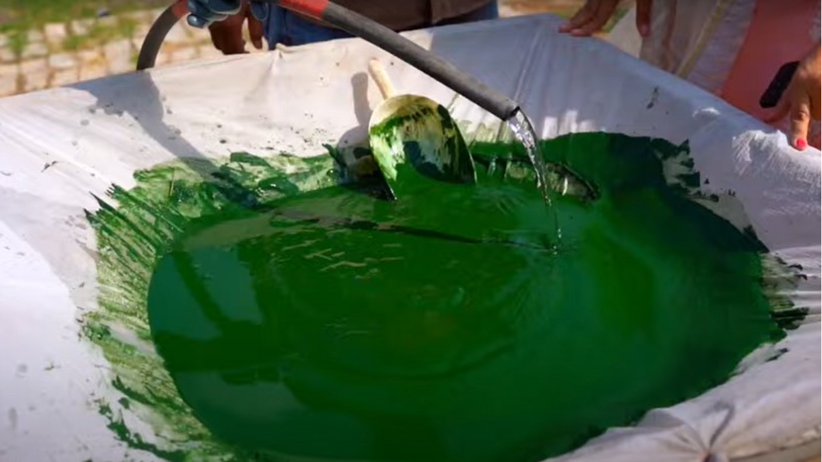 स्पिरुलिना म्हणजे काय? स्पिरुलिना शेती कशी करावी? | How to start spirulina farming