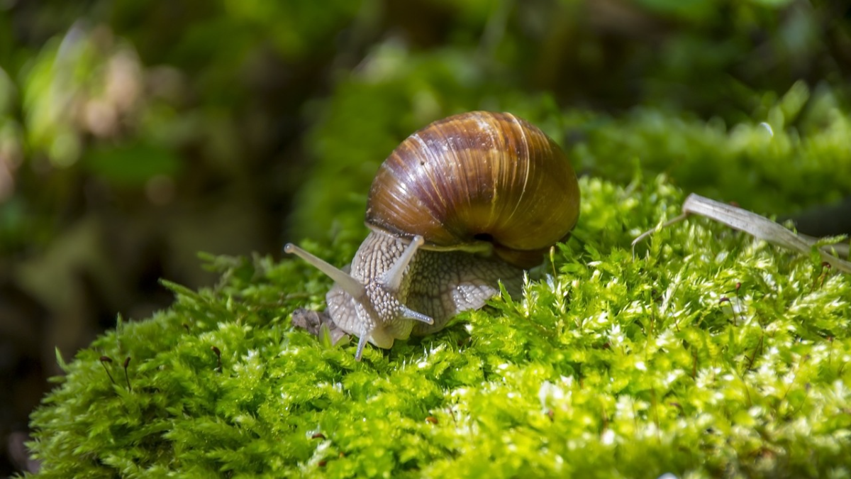 गोगलगाय शेती ( हेलीकल्चर ) | Snail Farming (Heliculture)